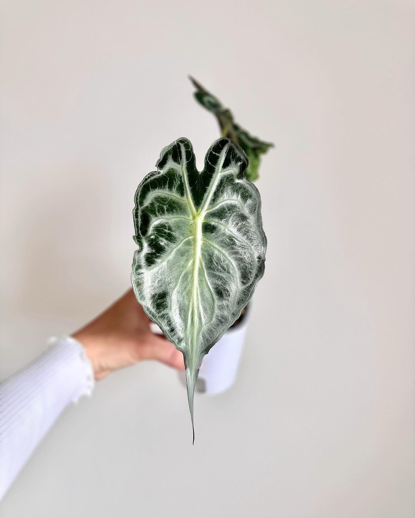 Alocasia "Venom" enquête sur une plante née d’une mutation
